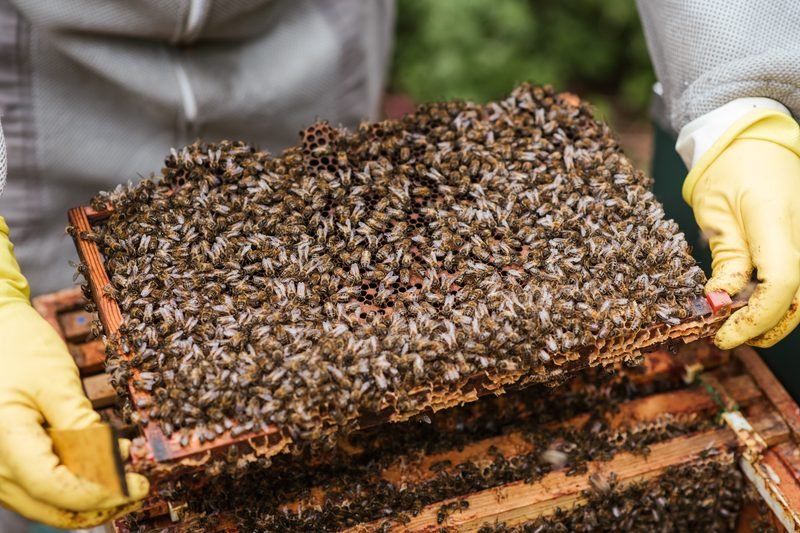 The Tools You Need to Start Beekeeping